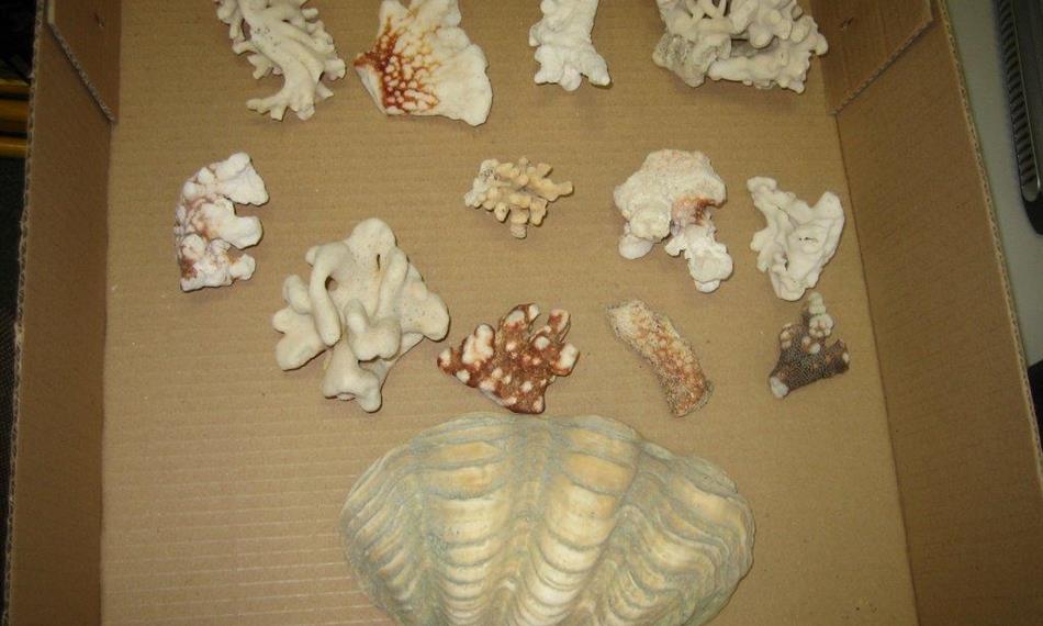 2014-3-5-124skupina korál.jpg